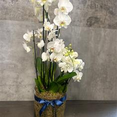 Luxury Oversized Orchid Planter