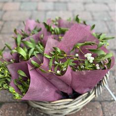 Mistletoe bunch 